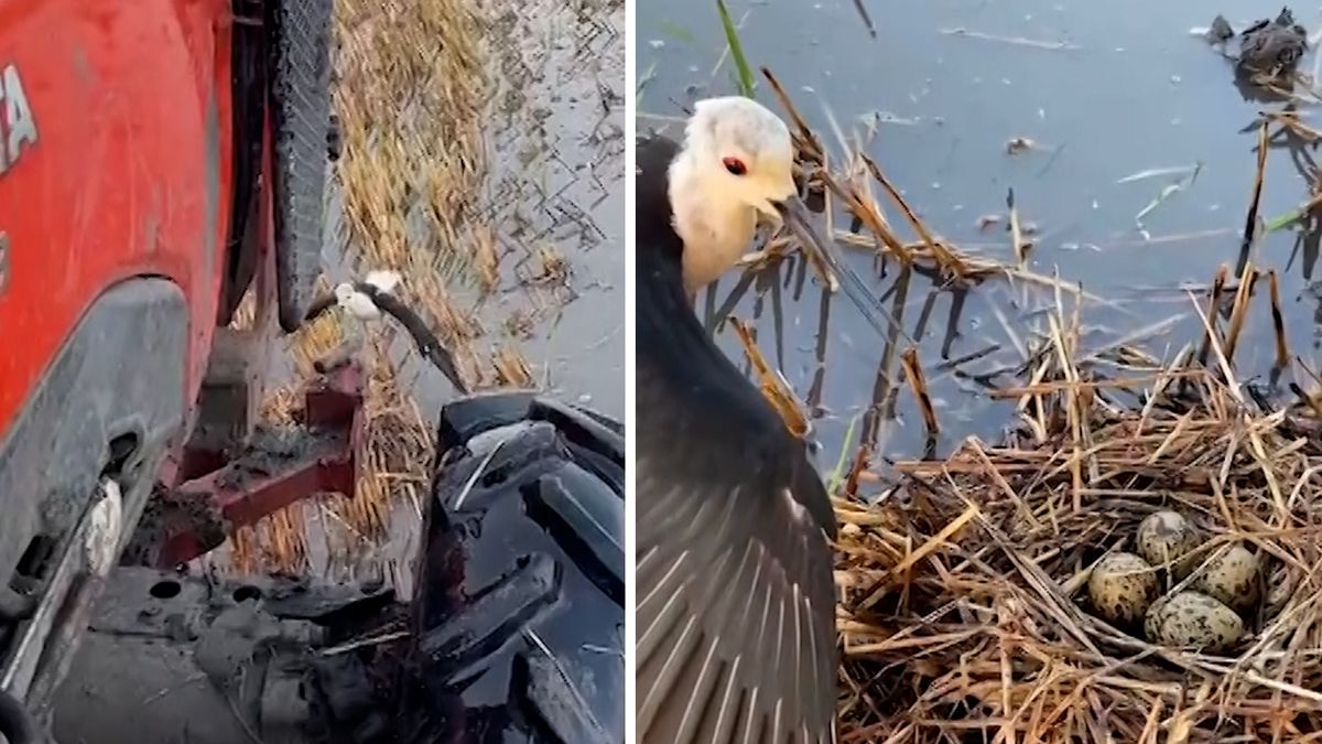 Ptačí matka hrdinně ubránila své hnízdo s vejci před traktorem